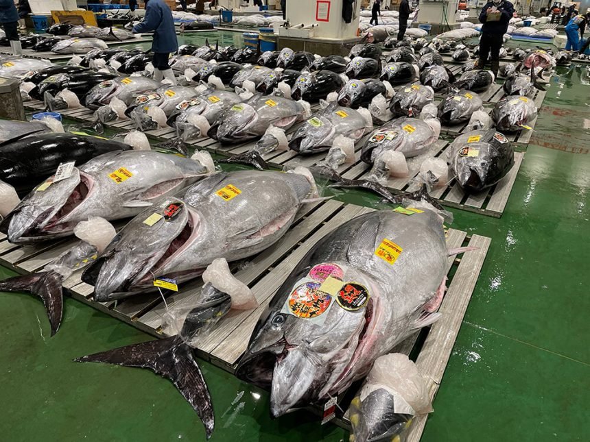 VIP Tuna Auction Experience